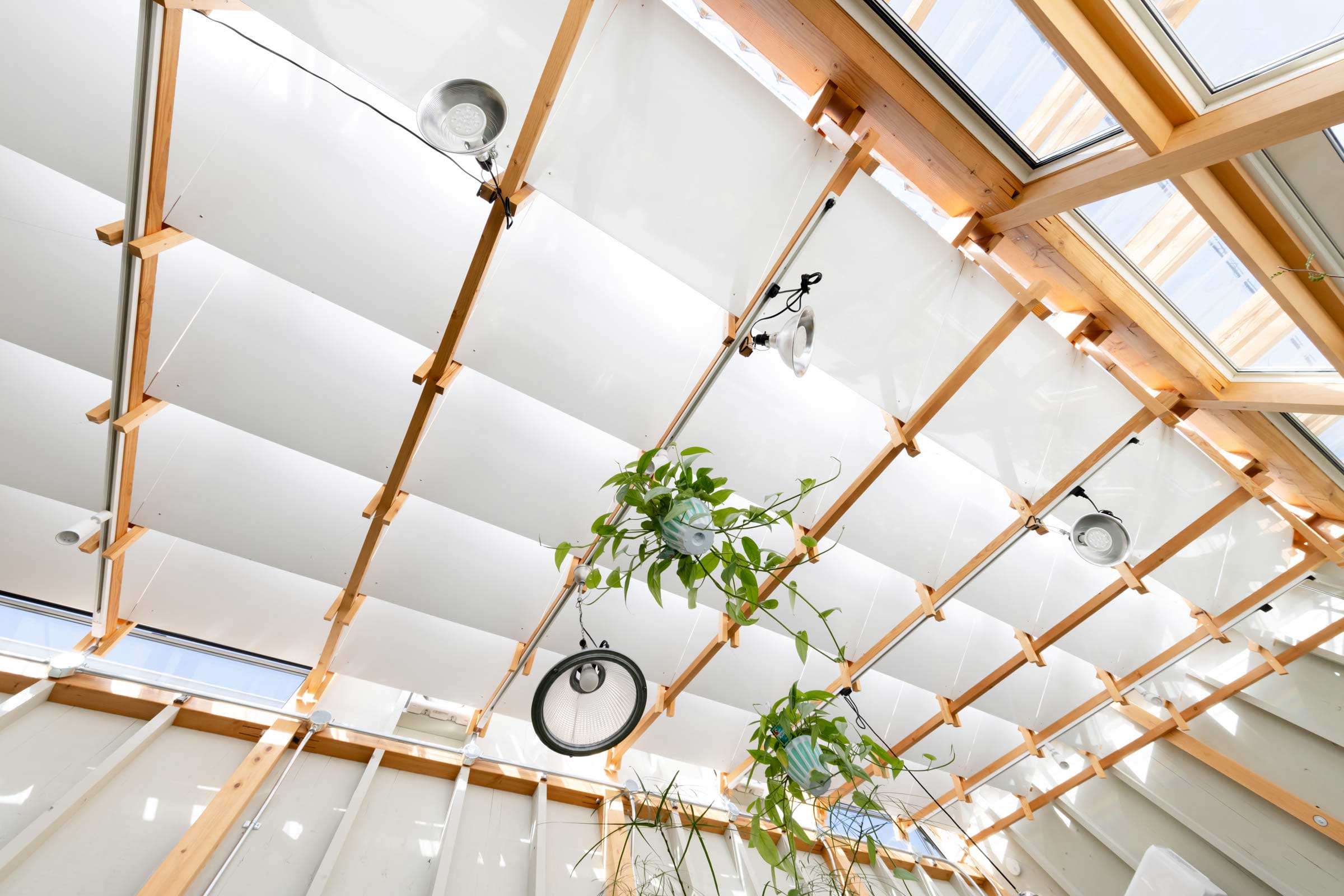 小林植物店　店内の天井を見上げた風景